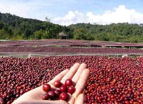 Coffee Grain