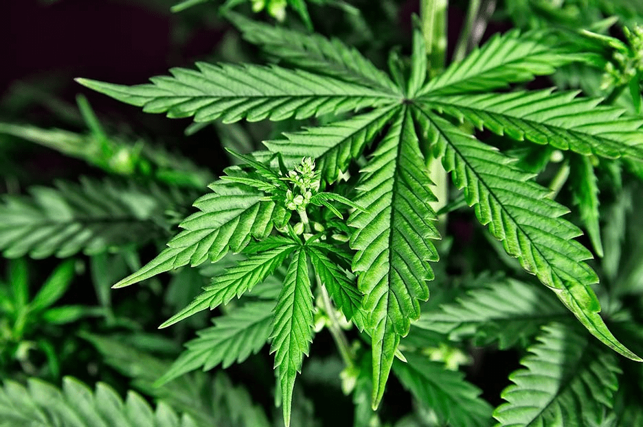 Cannabis