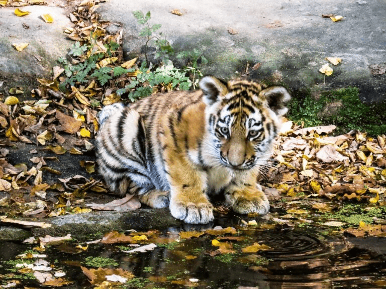 Tigers in the wild have managed to boost their numbers in two Thai wildlife reserves (photo: Pixabay/blende12)