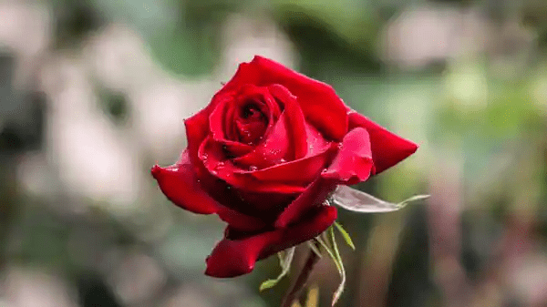 Nepal bans rose import ahead of Valentine's Day